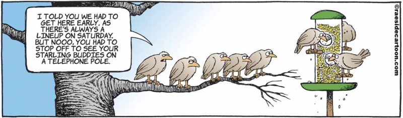 birdswaiting