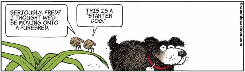 fleastarterdog