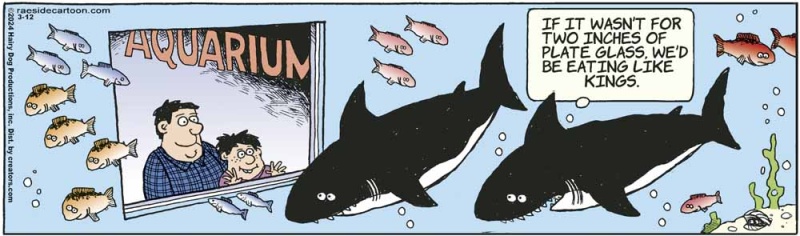 sharks