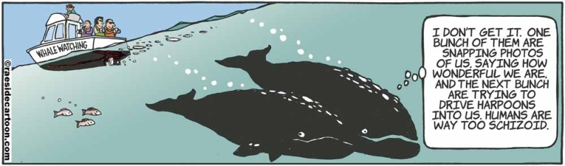 whaleschizo