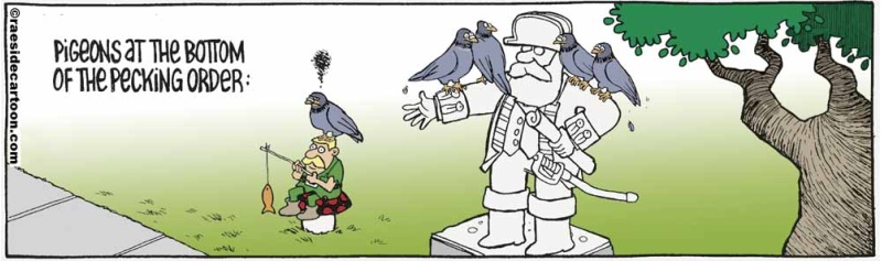 birdspigeons