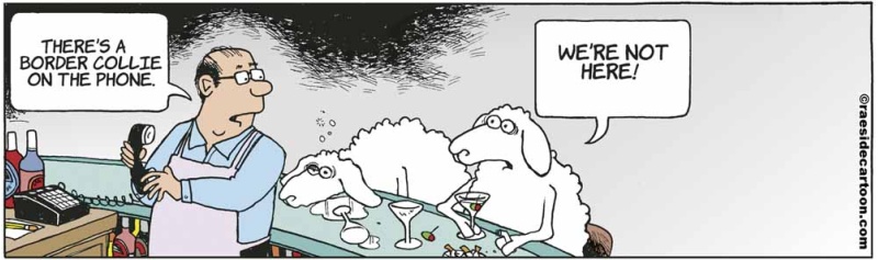 sheepbar