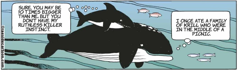 whalekrill
