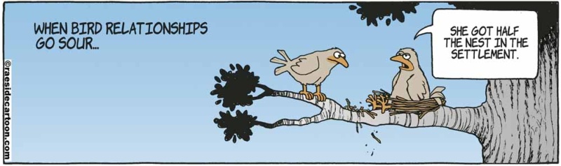 birdsdivorce