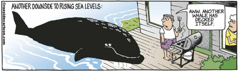 whaledeck