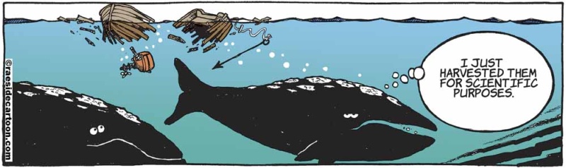 whaleharvesting