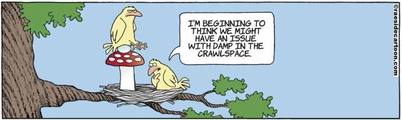 birdmushroom
