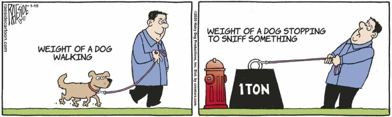 dogweight