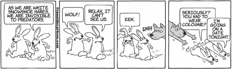 rabbitcologne