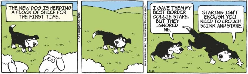 sheepdog