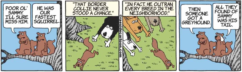 squirrelgreyhound