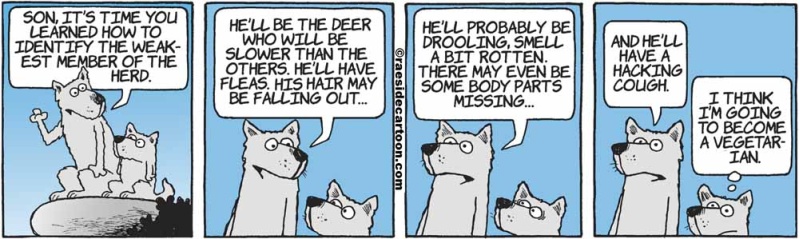 wolfolddeer