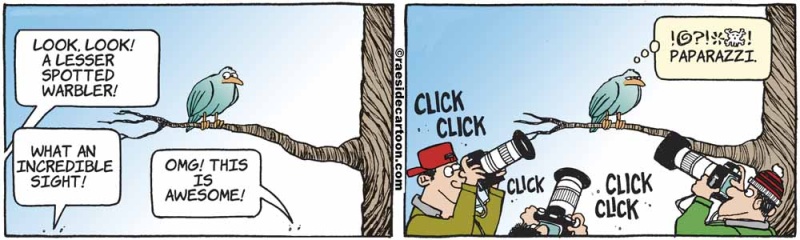 birdpaparazzi