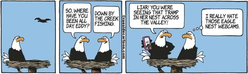 eaglewebcams