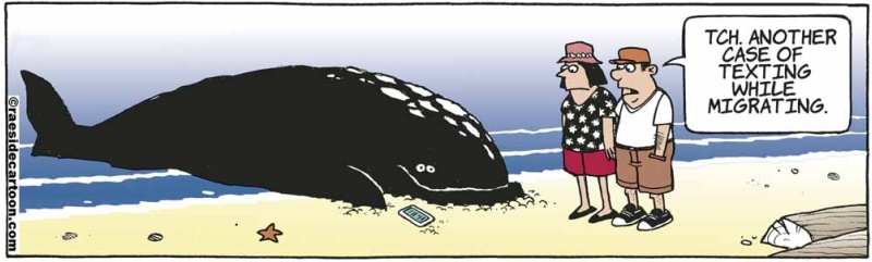 whaletexting