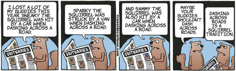 squirreldashing