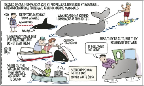 orcas_865443939