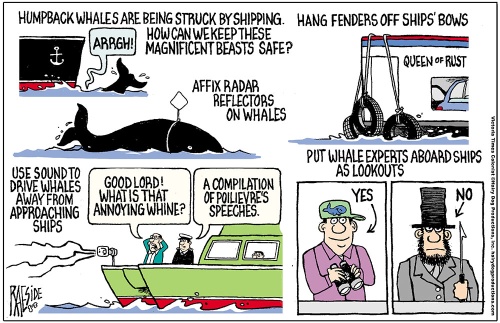 whales_copy