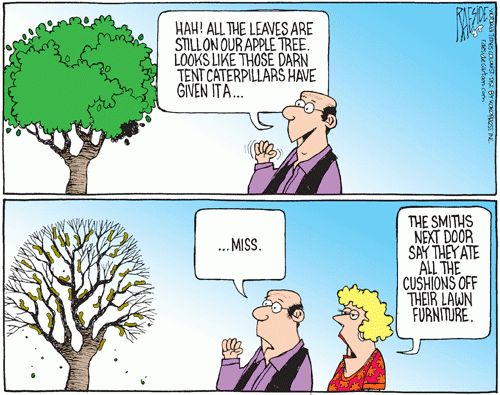 caterpillars_1671630108