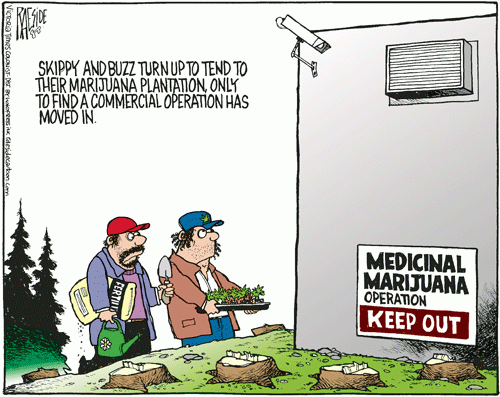 medicinal_marijuana