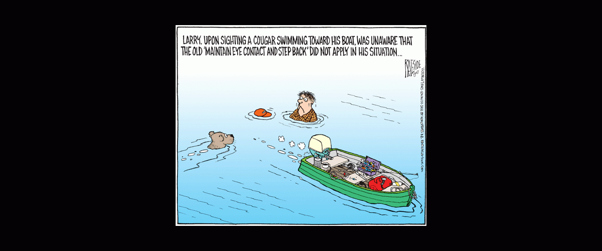 cougar_swimming